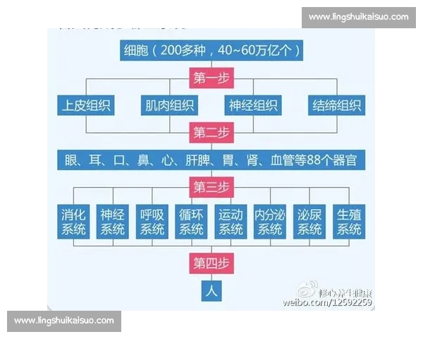 人体机能全面解析与健康调养科学指导方法